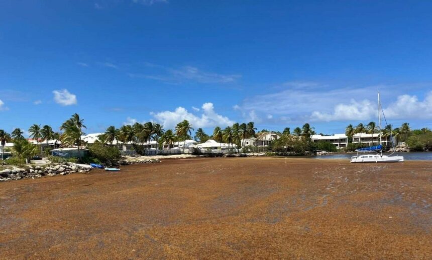 En raison des échouements de sargasses non ramassées, la baie de Saint-François est un point rouge de pollution ce mois de mai 2026. Photo : Météo des Antilles