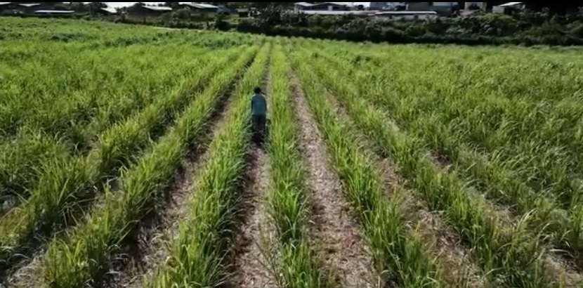 Capture écran d’un film institutionnel de présentation de planteurs. Ici Antoine Pirbakas, dans les interrangs sur son exploitation de 9 hectares à Petit-Canal 100% en conversion de canne bio depuis 2023. Crédit : Gardel