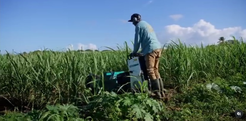 Capture écran d’un film institutionnel de présentation de planteurs. Ici Antoine Pirbakas, dans les interrangs sur son exploitation de 9 hectares à Petit-Canal 100% en conversion de canne bio depuis 2023. Crédit : Gardel