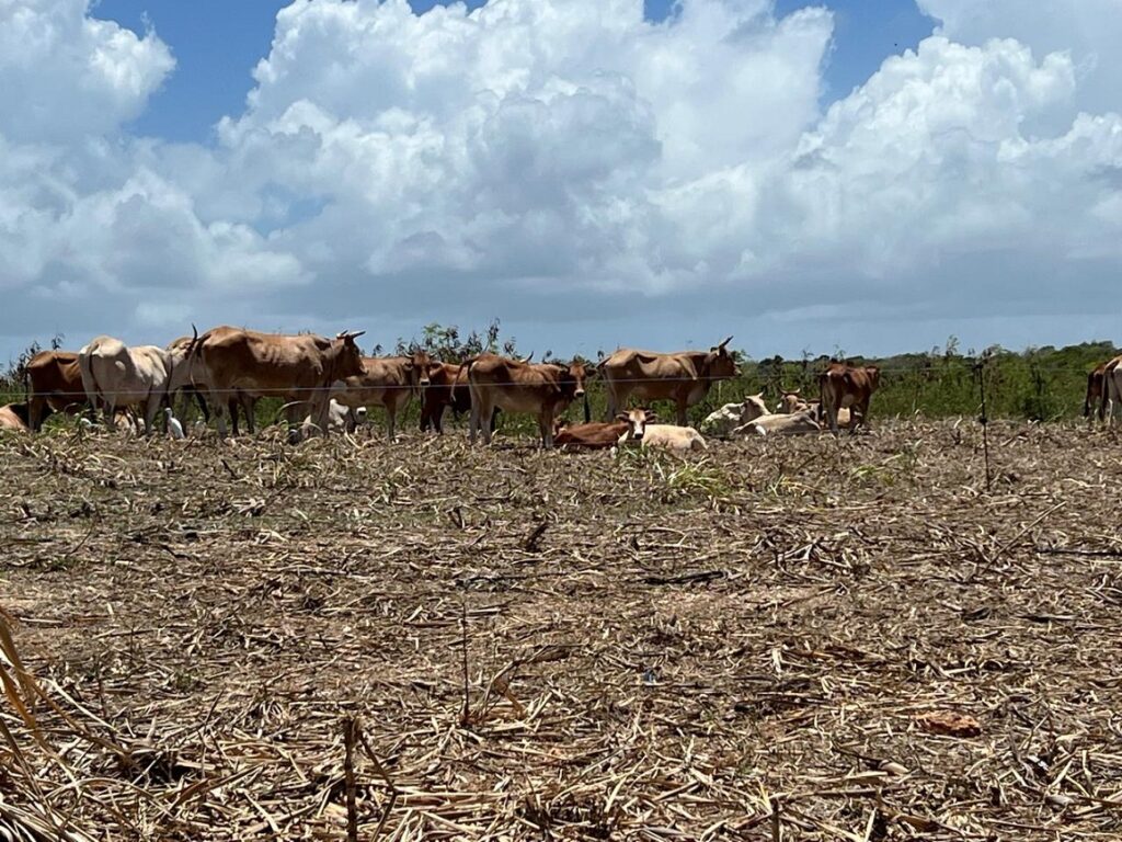 Une vingtaine de bovins peu gras paissent paisiblement sur le terrain agricole du Département à Dadoud Petit-Canal en cette mi-journée de septembre 2026. Photo : LCG